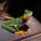 Gaudy leaf frog